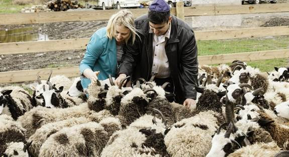 noticias-consulado-de-israel-ovejas-biblicas-en-israel-por-primera-vez-en-milenios-04